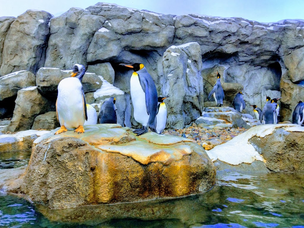 Calgary Zoo | 210 St. Georges Drive NE, Calgary, AB T2E 7V6, Canada | Phone: (403) 232-9300