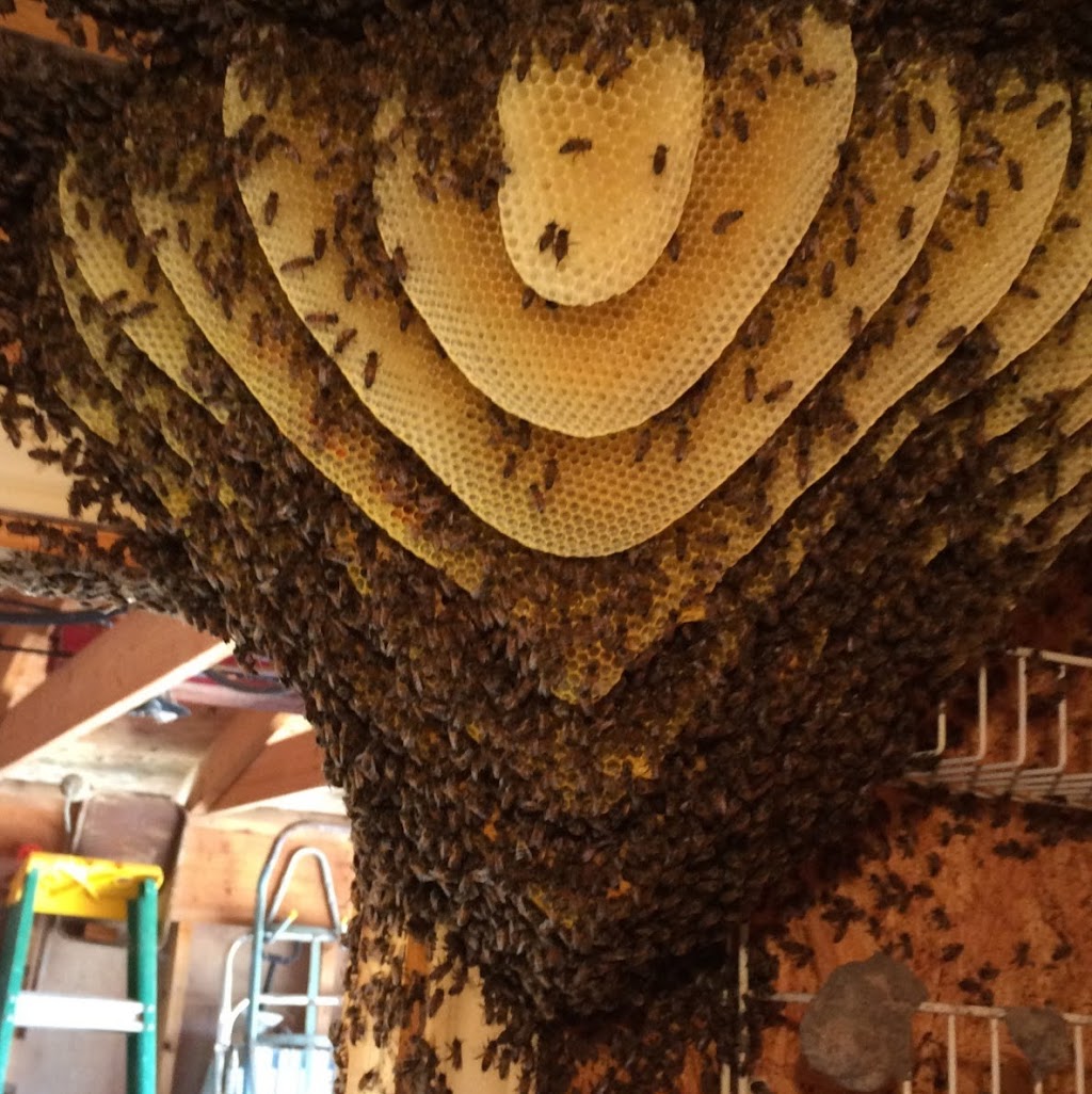 Bee Friendly Removal Service | 6037 Old Guide Rd, Bellingham, WA 98226, USA | Phone: (360) 303-6220