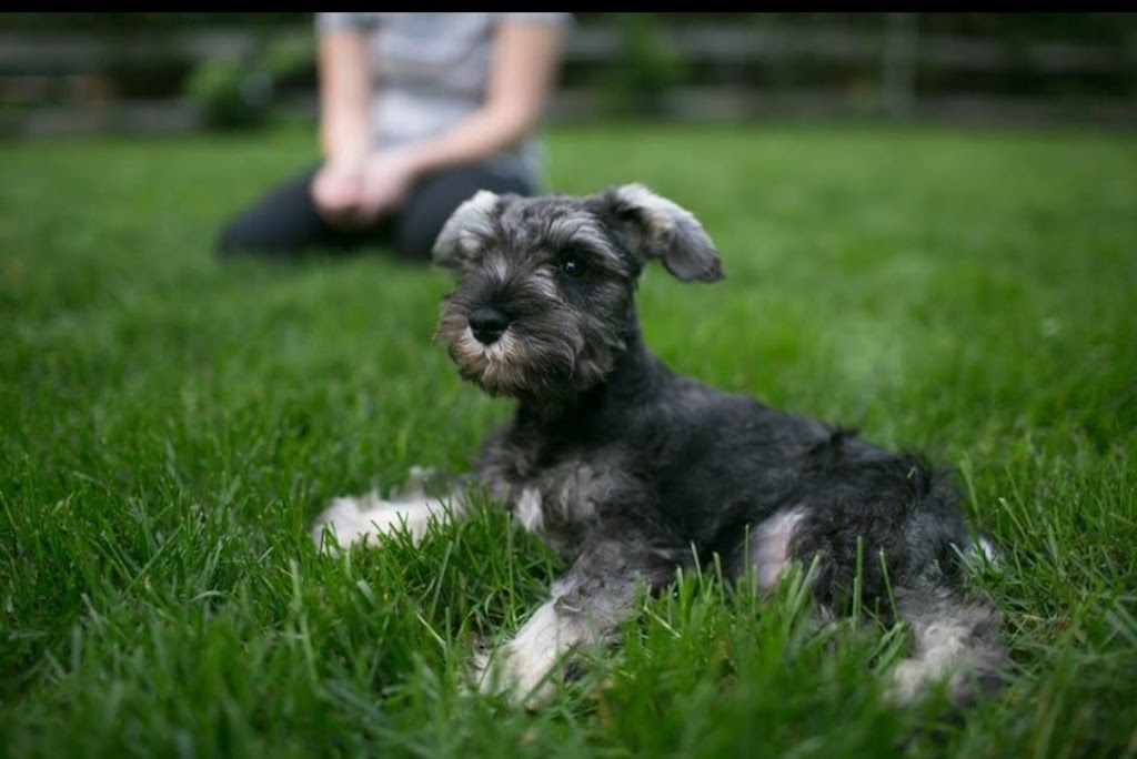 Fernweh Miniature Schnauzers | 3054 Trafalgar St #62, Abbotsford, BC V2S 7X6, Canada | Phone: 898-0708