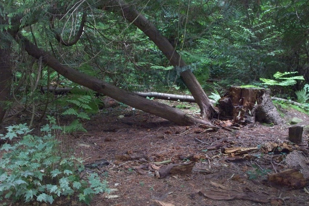 Champlain Heights Trails | Douglas Fir Trail, Vancouver, BC V5S 3Y5, Canada | Phone: (604) 873-7000