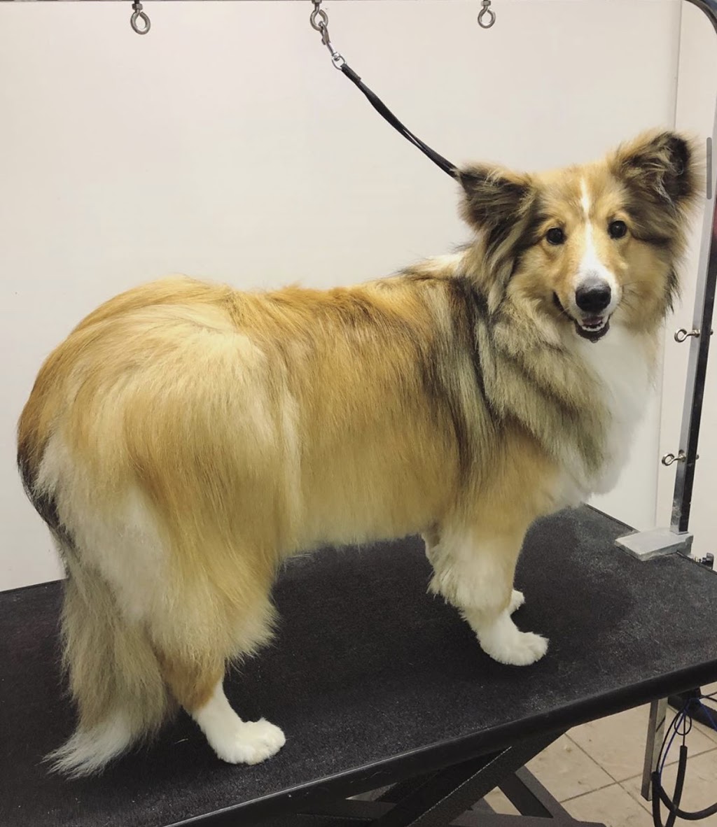 Missy’s Luxury Dog Grooming | 224 Sixth Ave, Woodstock, ON N4S 2H2, Canada | Phone: (226) 883-0233