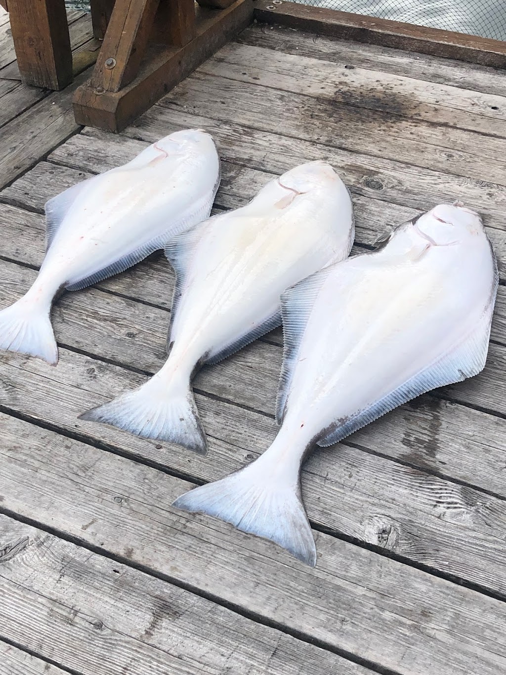 Fijian Son Fishing Charters | 4901 East Sooke Road, Victoria, BC V9Z 1B6, Canada | Phone: (250) 217-7737