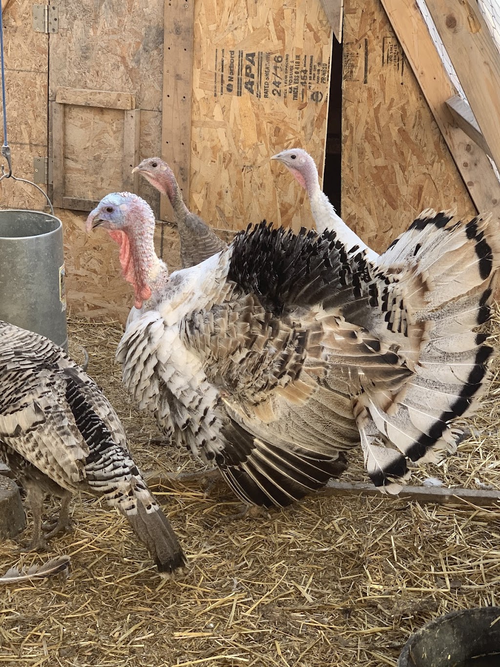 Gypsy Creek Farm | 109-52356, Range Rd 221, Sherwood Park, AB T8E 1E2, Canada | Phone: (780) 266-6365
