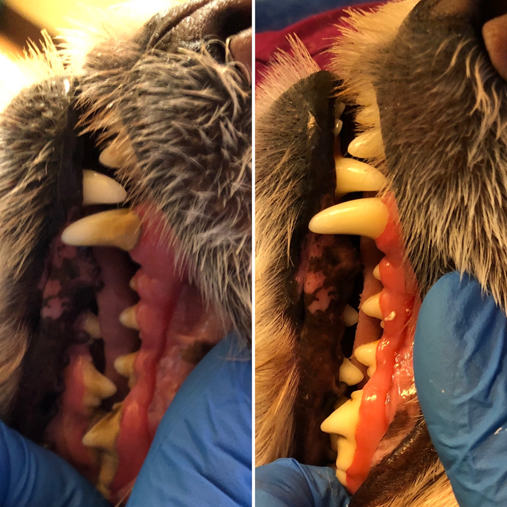 Dashing Dogs Dental | 1434 E 57th Ave, Vancouver, BC V5P 2A9, Canada | Phone: (604) 327-3649