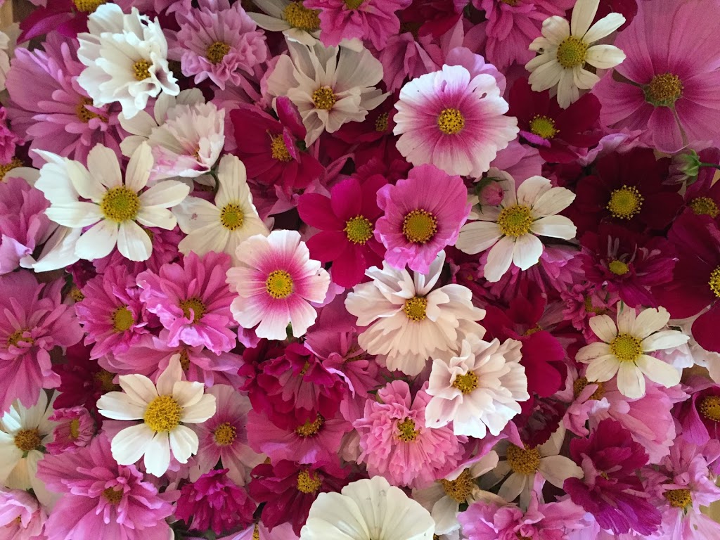 Lavender and Lace Floral Farm | 3609 Gordon Dr, Kelowna, BC V1W 4M8, Canada | Phone: (250) 718-8833