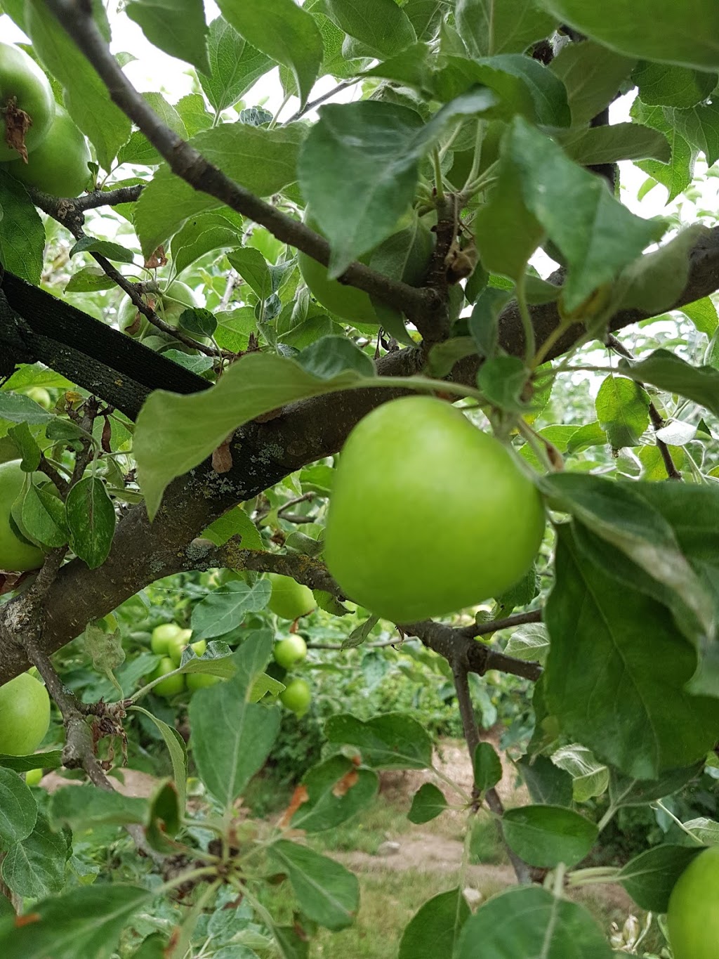 Copley Community Orchard | 3587 Copley St, Vancouver, BC V5N 5B2, Canada
