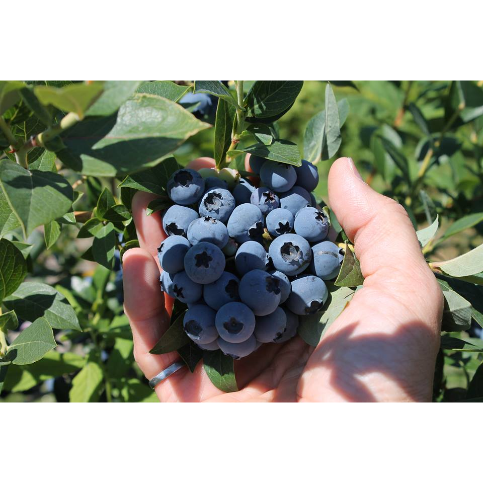 Middelveen Blueberry Farm | 13472 Harris Rd, Pitt Meadows, BC V3Y 2T3, Canada | Phone: (604) 459-8764