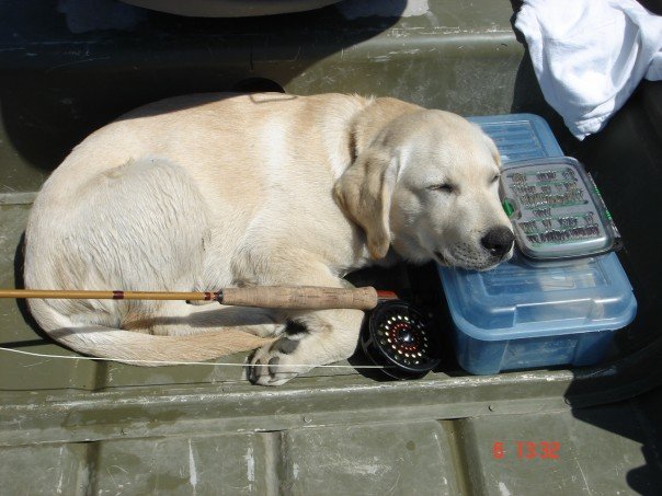 Blackwater Guiding | BC, 9032 Dewdney Trunk Rd, Mission, BC V2V 6X7, Canada | Phone: (604) 868-2279