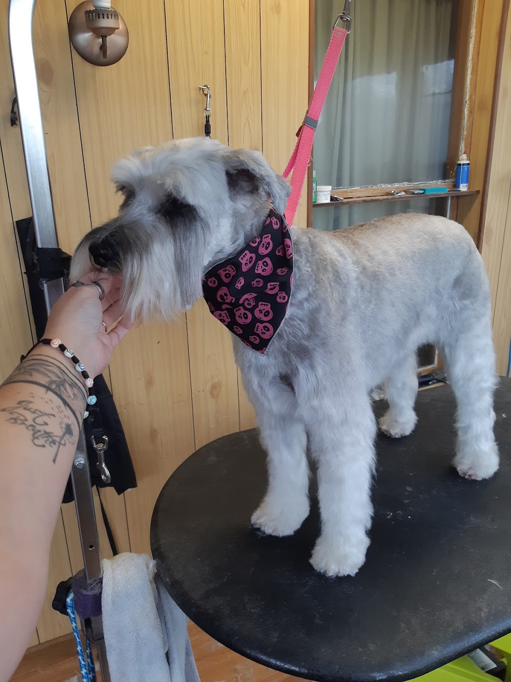 JP Grooming | 11 Shannon Rd, Bloomfield, ON K0K 1G0, Canada | Phone: (613) 848-5882