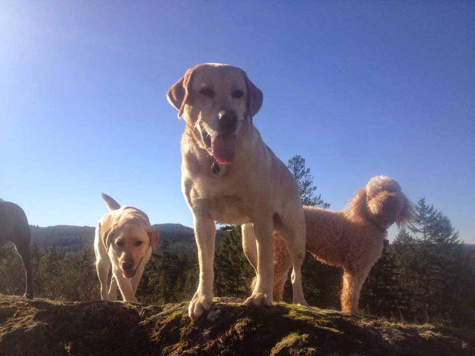 Just Doggin It Adventures Ltd. | 6611 Bear Lake Rd, Mesachie Lake, BC V0R 2N0, Canada | Phone: (250) 580-8364