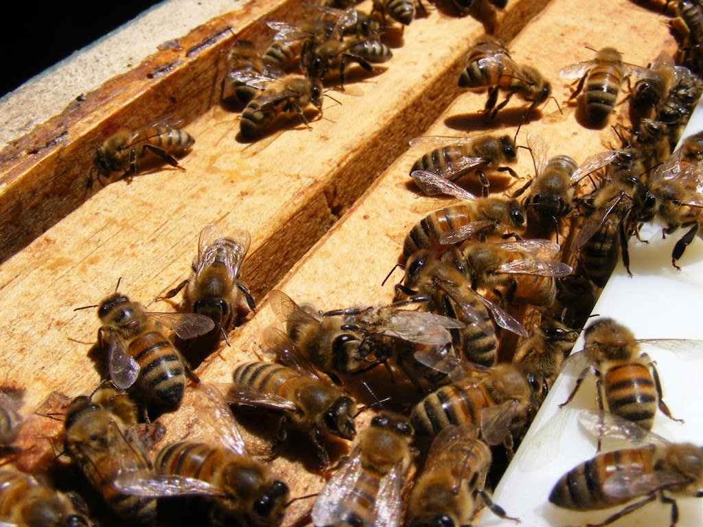 Ontario Beekeepers Association | West Door C, 5420 Hwy 6 Suite 185, Guelph, ON N1H 6J2, Canada | Phone: (905) 636-0661