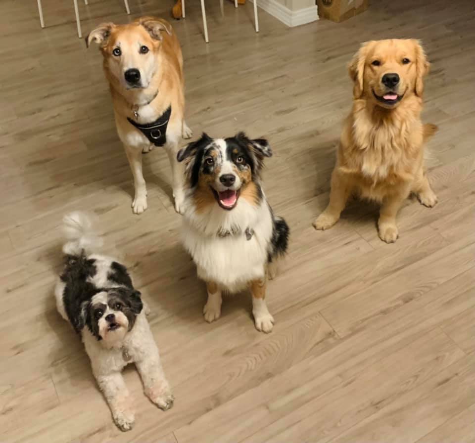Best For Pets Services | 434 Joseph St, New Hamburg, ON N3A 1G3, Canada | Phone: (647) 521-5190