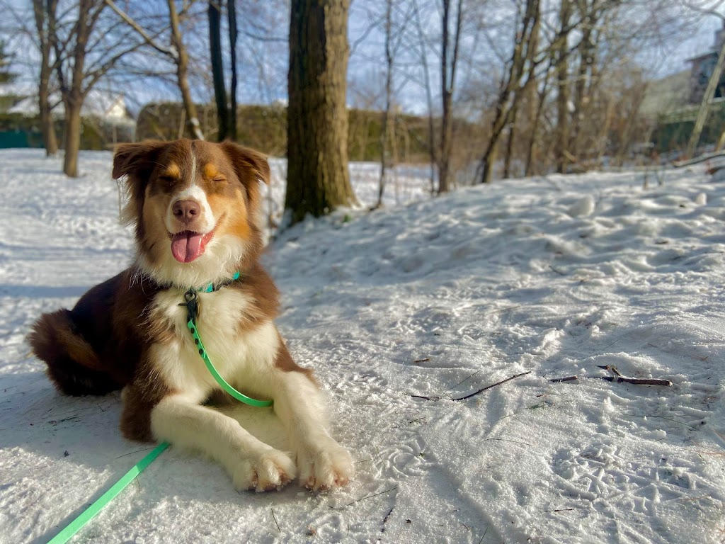 K9 Odyssey Ottawa | 1064 Misty Morning Ln, Greely, ON K4P 1P8, Canada | Phone: (613) 325-2822