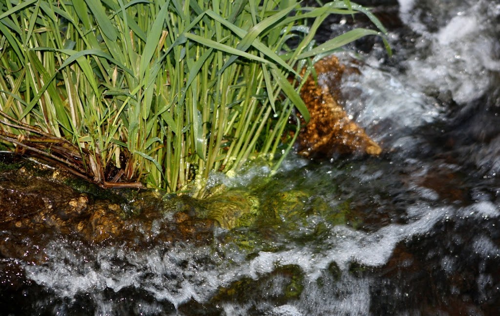 Lake Alice Wildlife Management Area | West Chazy, NY 12992, USA | Phone: (518) 897-1291