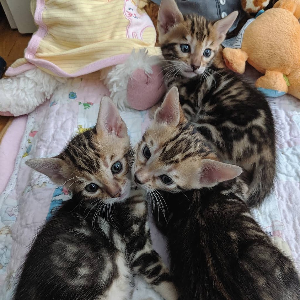 Chatterie Royal Bengal | 1245 Avenue de Dieppe, Saint-Hyacinthe, QC J2S 8M1, Canada | Phone: (450) 779-0255