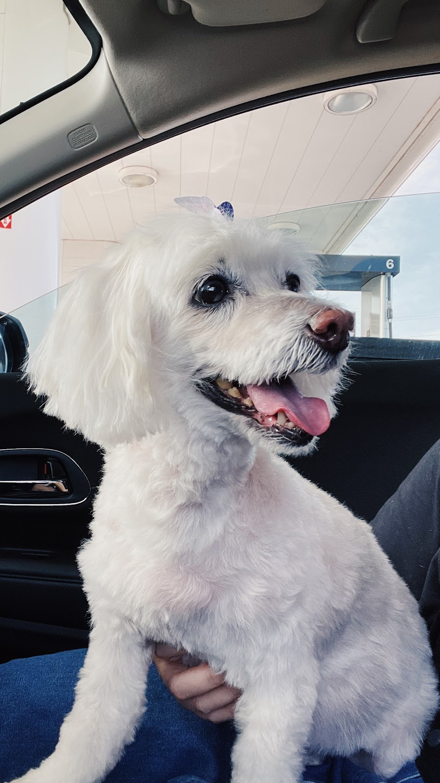 Pawchic Grooming | 633419 ON-10 unit c3, Mono, ON L9W 6Z1, Canada | Phone: (647) 746-6658