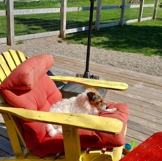 Rileys Dog Lodge | 595 Sherbrooke Rd, Summerside, PE C1N 4J8, Canada | Phone: (902) 436-0240