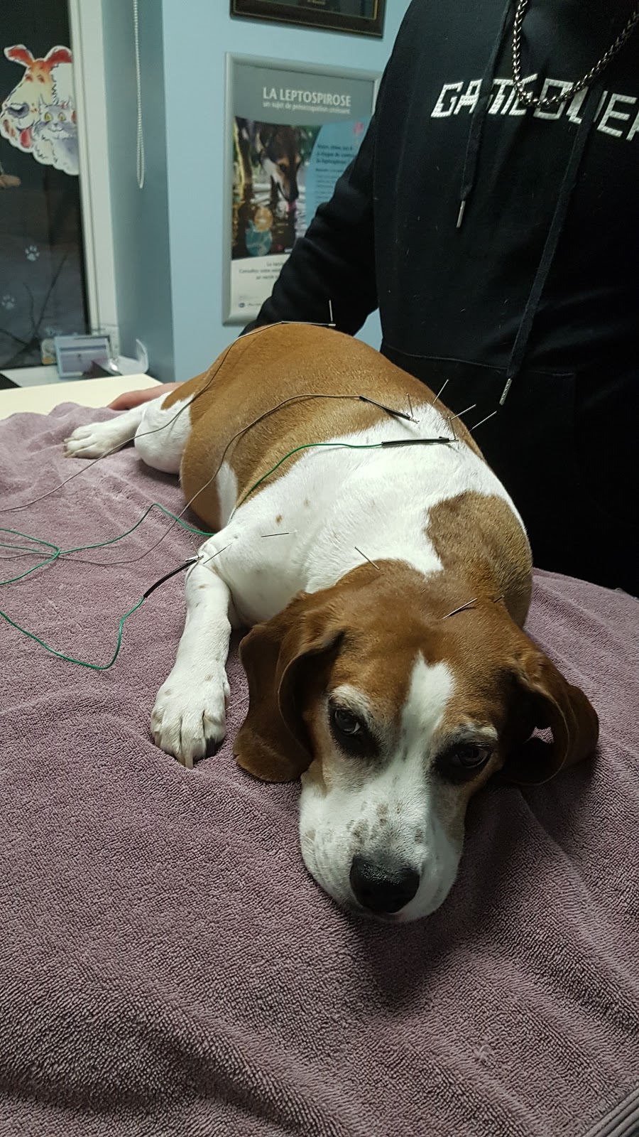 Animomédic Plateau Mont-Royal Clinique Vétérinaire | 4000 Av. De Lorimier, Montréal, QC H2K 3X7, Canada | Phone: (514) 521-1678