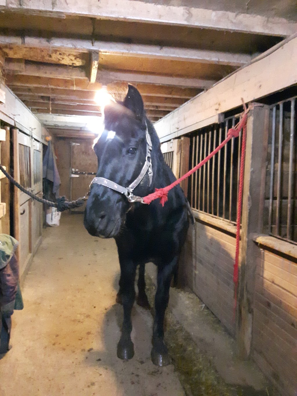 Willowcrest Farm | 6638 Wellington 10, Moorefield, ON N0G 2K0, Canada | Phone: (519) 503-1799