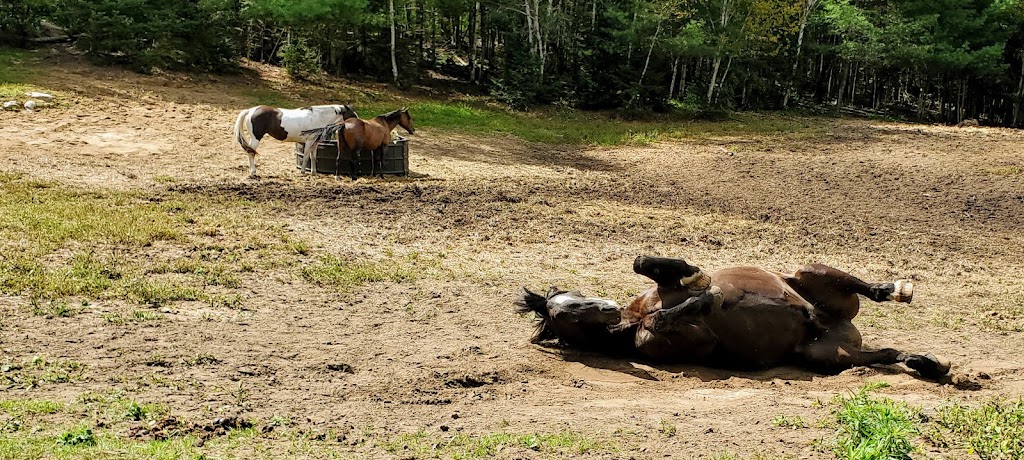 South Algonquin Trails | 4378 Elephant Lake Rd, Harcourt, ON K0L 1X0, Canada | Phone: (705) 448-1751