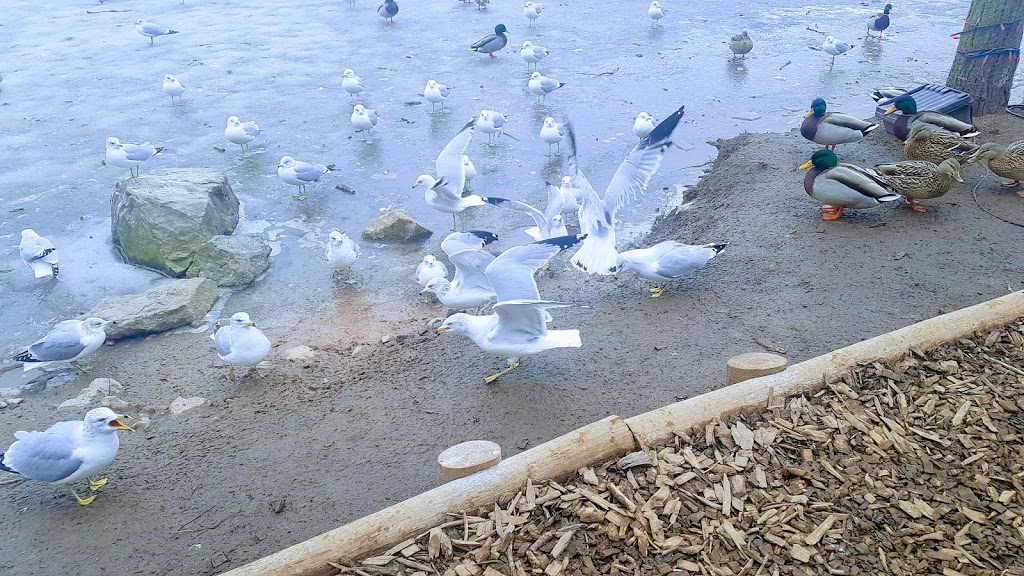 Dufferin Islands Nature Area | 6345 Dufferin Isle Rd, Allanburg, ON L0S 1A0, Canada | Phone: (877) 642-7275