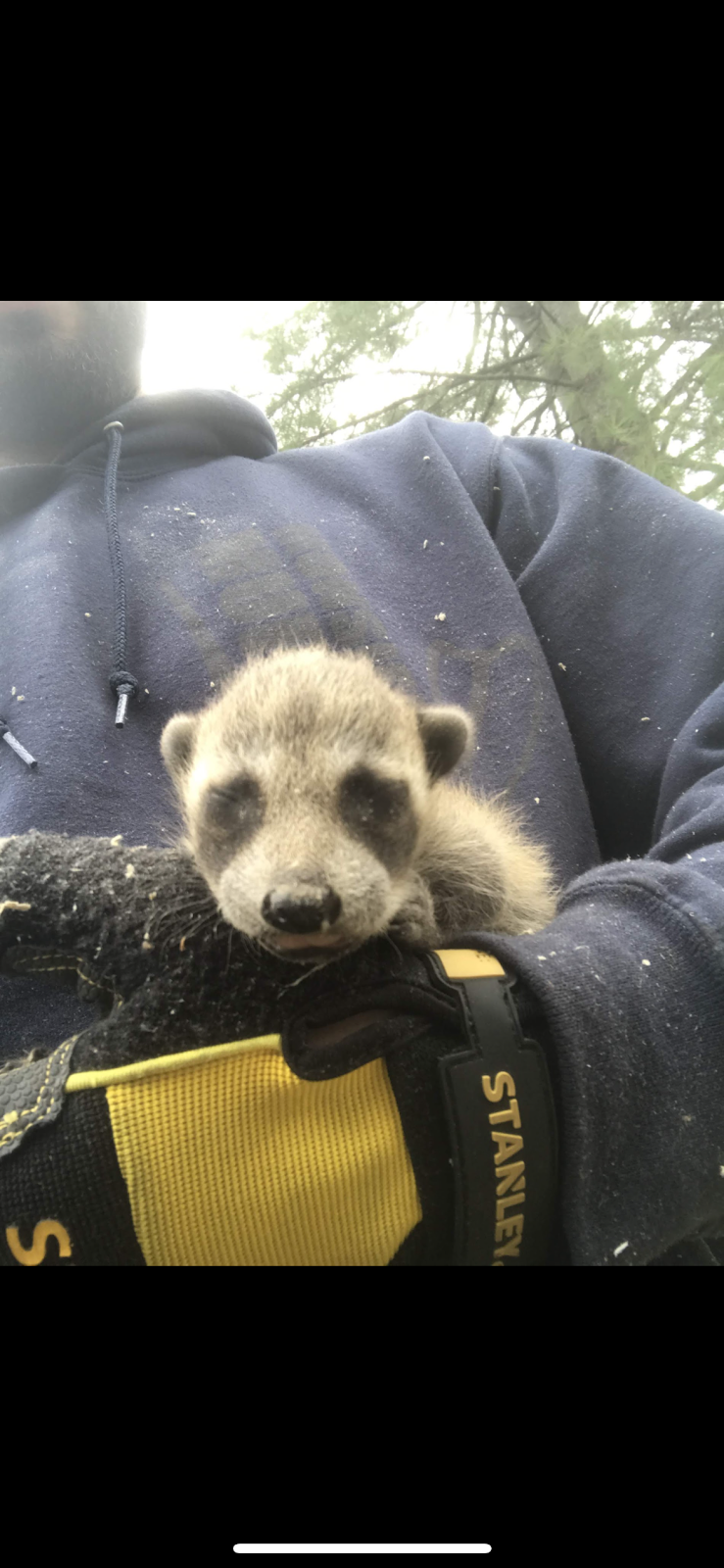 Extermination Wildlife Outaouais Inc | 225 Rue Principale #6, Saint-André-Avellin, QC J0V 1W0, Canada | Phone: (819) 968-5797