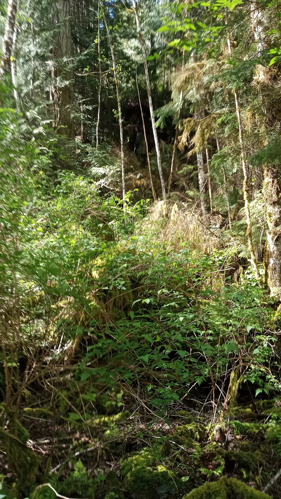Lowered expectations | 2057 Gillies Bay Rd, Van Anda, BC V0H 3K0, Canada | Phone: 661-0543