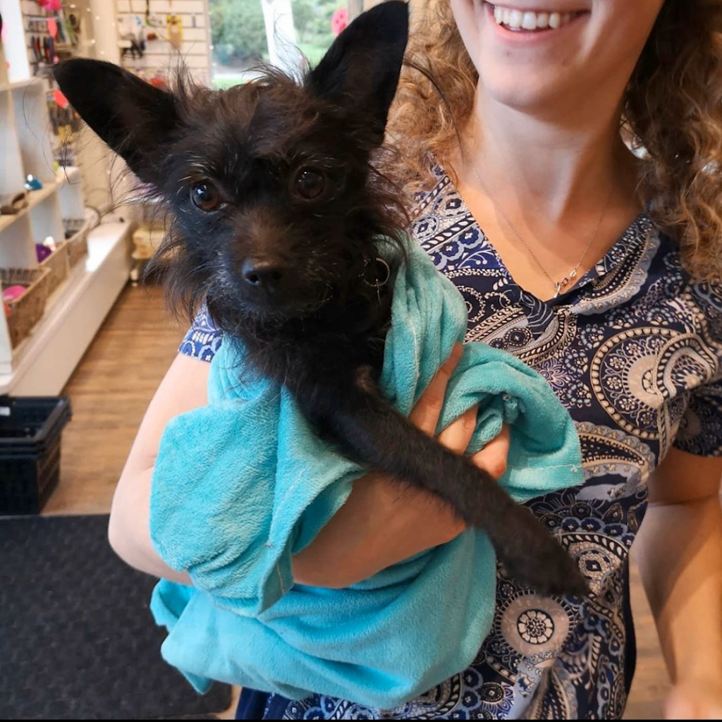 Dashing Dogs Dental | 1434 E 57th Ave, Vancouver, BC V5P 2A9, Canada | Phone: (604) 327-3649