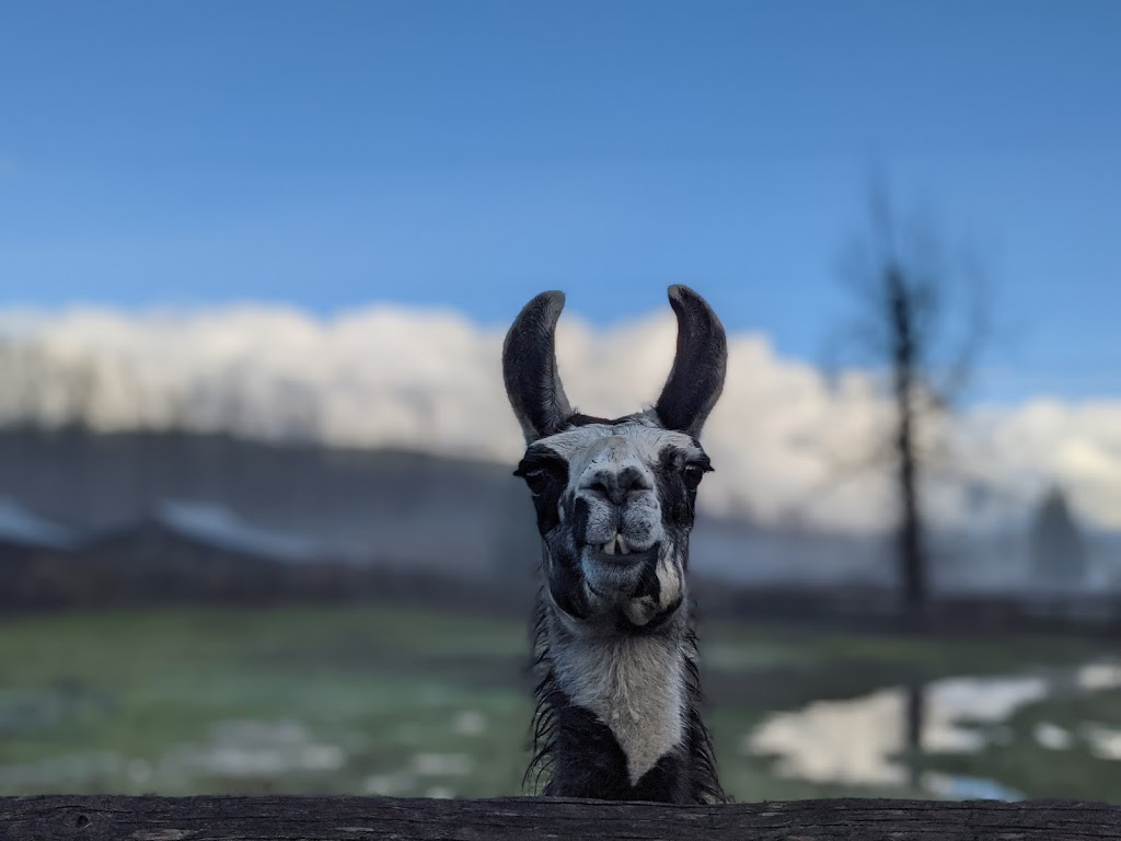 Pemberton Cattle | 7294 Clover Rd, Pemberton, BC V0N 2L1, Canada | Phone: (778) 512-4085