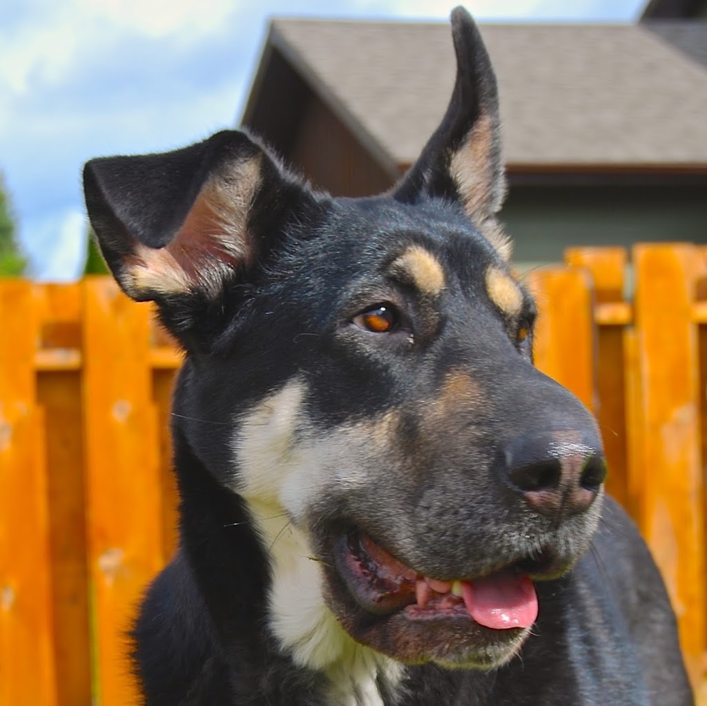 Hyde Park Veterinary Hospital | 1422 Fanshawe Park Rd W, London, ON N6G 0A4, Canada | Phone: (519) 518-2275