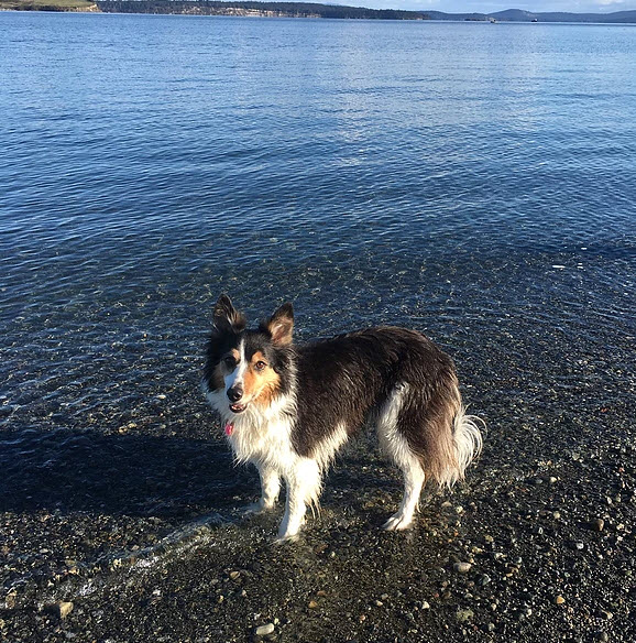 Four Paws Pet Grocery & Boutique - Pet Food and Supplies Sidney  | 305-9810 Seventh St, Sidney, BC V8L 4W6, Canada | Phone: (250) 656-5553