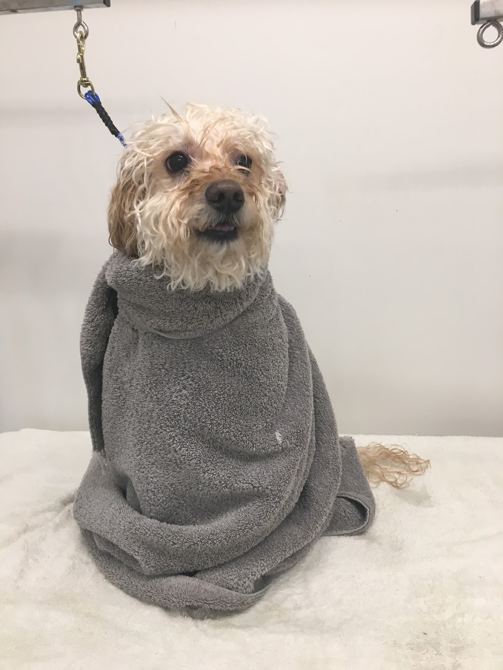 Beach Paws Dog Grooming | 5784 Bradbury Rd, Nanaimo, BC V9T 6R2, Canada | Phone: (250) 327-4882