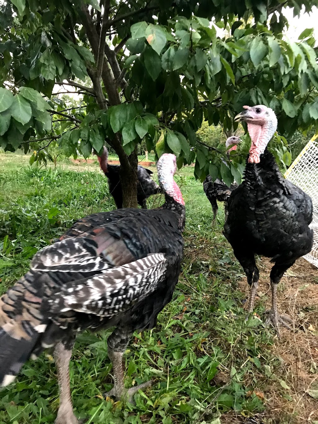 Eco Farming Group | 5876 Lougheed Hwy., Agassiz, BC V0M 1A1, Canada | Phone: (778) 987-1241