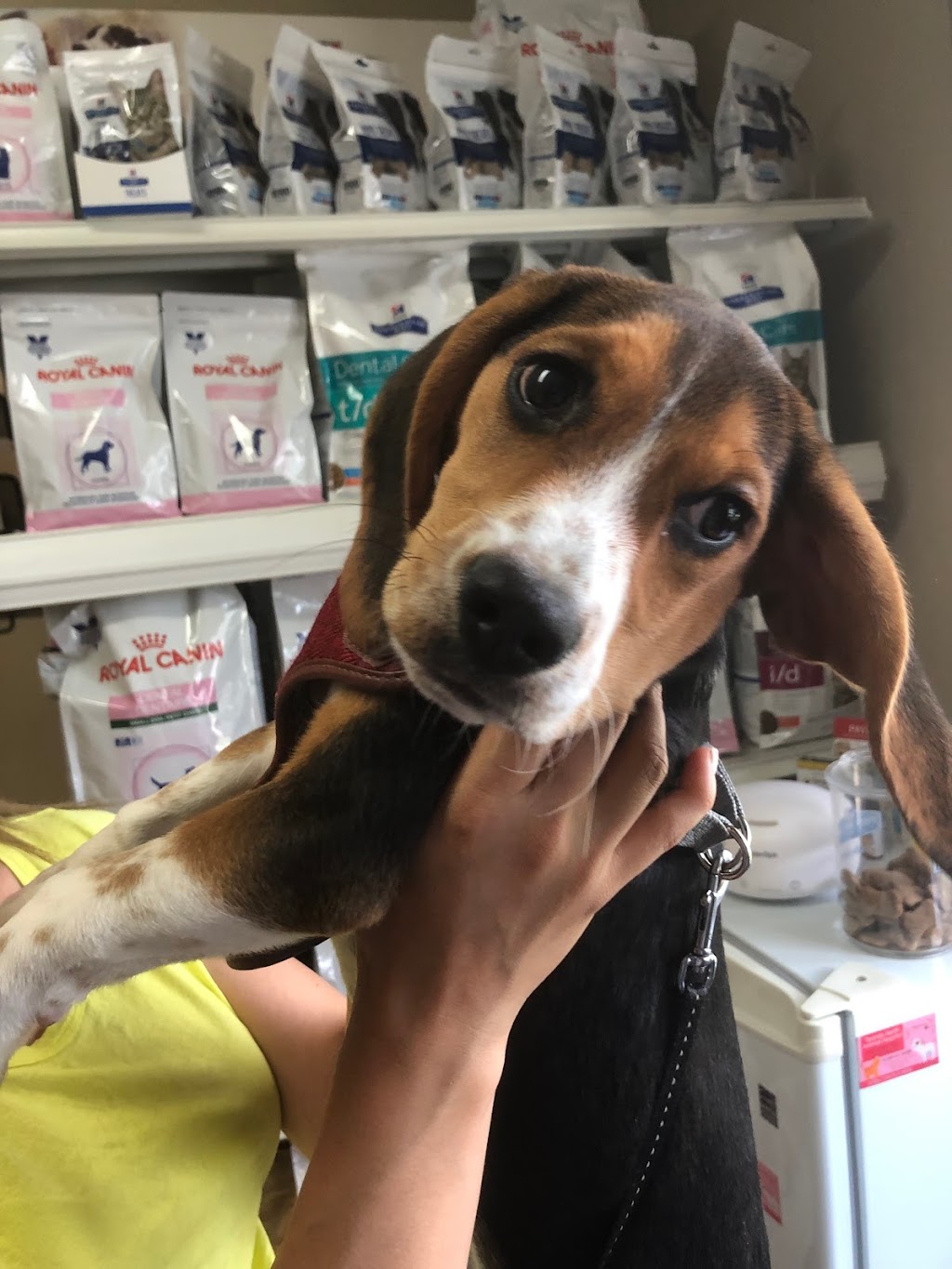 Toronto North Animal Hospital | 317 Sheppard Ave E, North York, ON M2N 3B3, Canada | Phone: (416) 546-7493