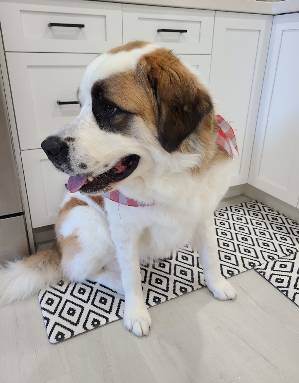 MAJOR Dog Grooming | 215 Lisgar St, Brighton, ON K0K 1H0, Canada | Phone: (613) 475-1599