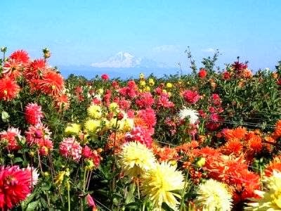Wynnes Dahlias | 1395 Willeys Lake Rd, Ferndale, WA 98248, USA | Phone: (360) 384-3439