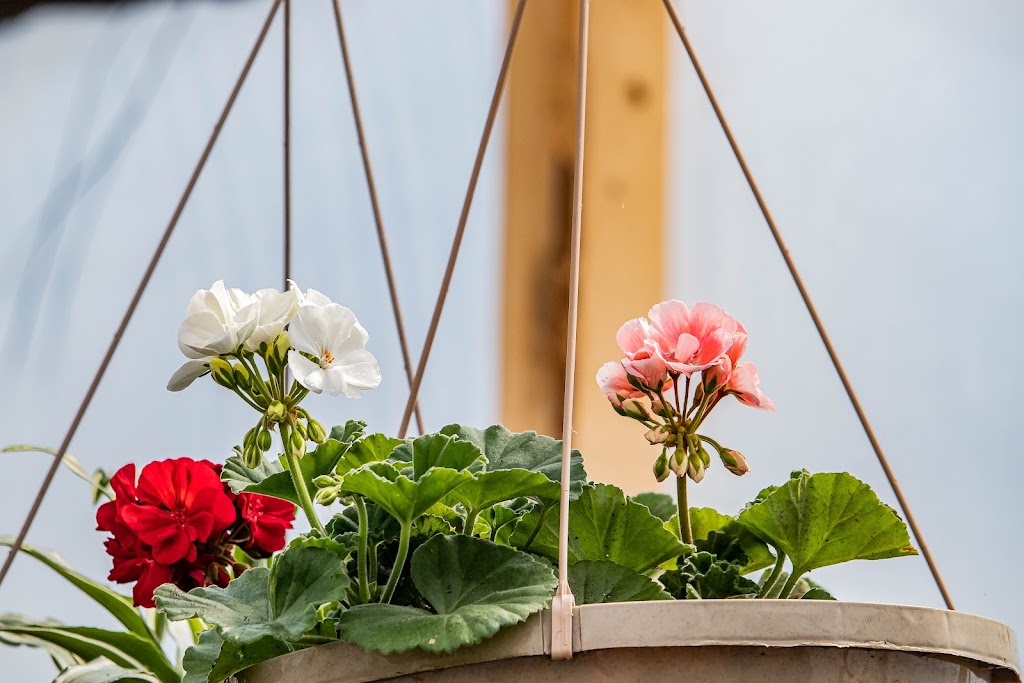 Jack Family Plants | 3053 Portage Rd, Niagara Falls, ON L2J 2J8, Canada | Phone: (289) 547-7699
