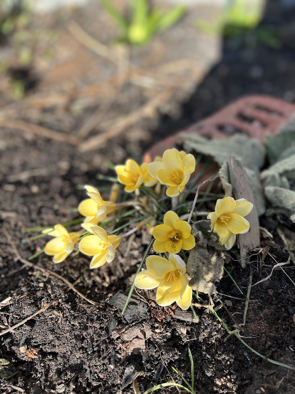 Little Viking Landscaping | 12 D. Macissac Rd, Antigonish, NS B2G 2J9, Canada | Phone: (902) 968-0850