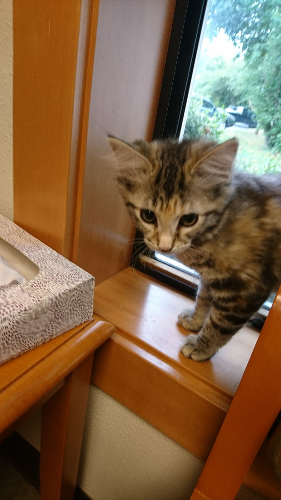 Fairhaven Veterinary Hospital | 2330 Old Fairhaven Pkwy, Bellingham, WA 98225, USA | Phone: (360) 671-3903