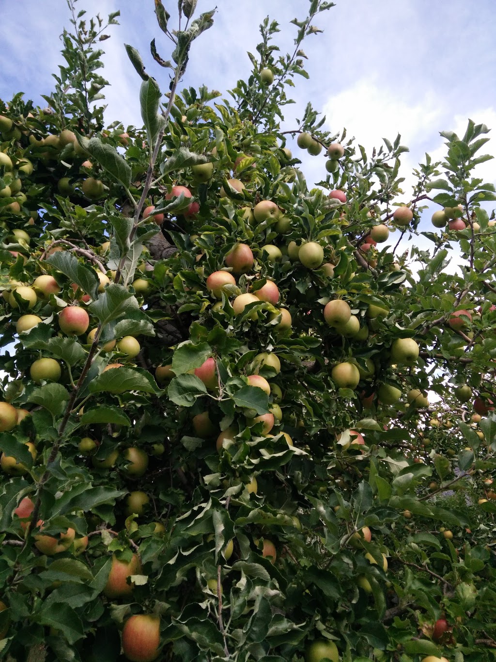 Hillside Orchards | 400-498 310th Ave, Osoyoos, BC V0H 1V5, Canada | Phone: (250) 485-7180