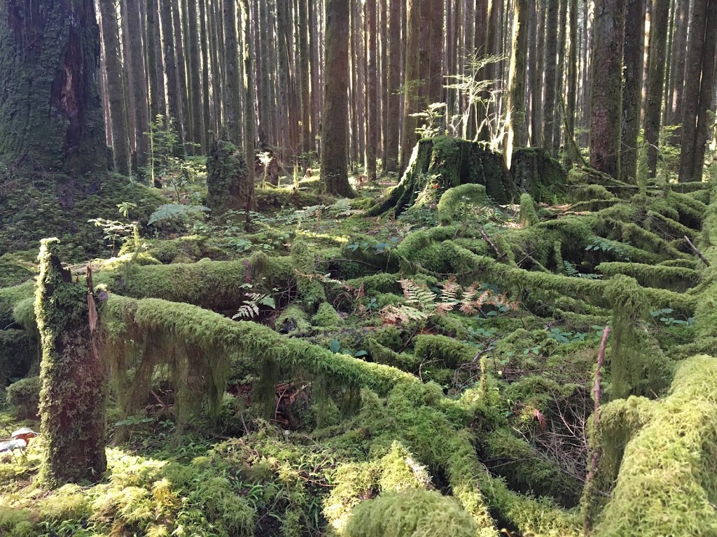 Lookout Trail | Golden Ears Pkwy, Maple Ridge, BC V0M, Canada