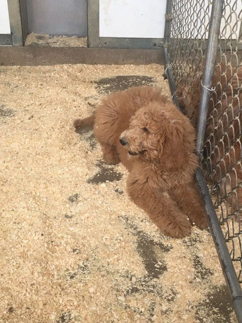 Cedar Echo Family Kennel | 1330 Hale School Rd, Florence, ON N0P 1R0, Canada | Phone: (519) 692-5027
