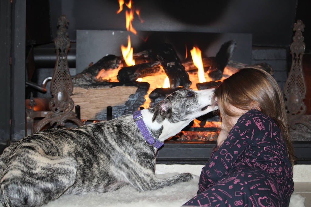 Hound Haven | 98 Yuell Rd, Simcoe, ON N3Y 4J9, Canada | Phone: (519) 582-8080