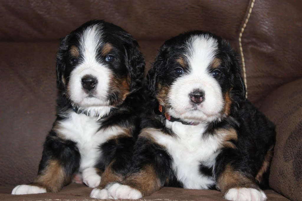 Oh Behave Canine Pawllege | 14 Main St S, Acton, ON L7J 1X1, Canada | Phone: (519) 853-8686
