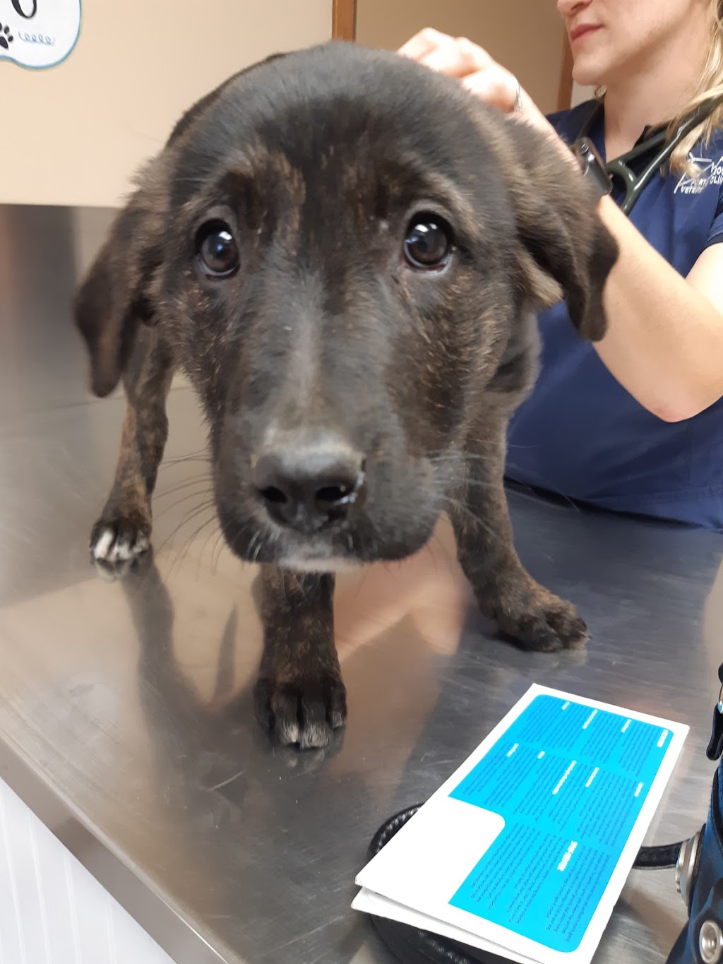 Fort MacLeod Veterinary Clinic Ltd. | 629 12 St, Fort Macleod, AB T0L 0Z0, Canada | Phone: (403) 553-4887