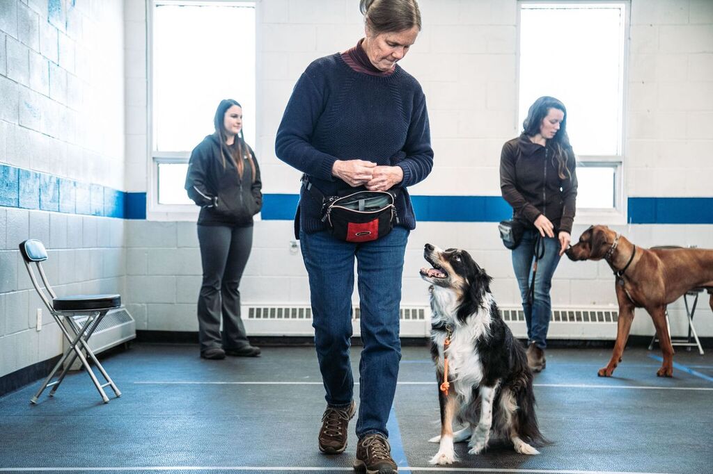 Taylored Canines | 101 Beverley St e, Guelph, ON N1E 3C3, Canada | Phone: (519) 767-0770