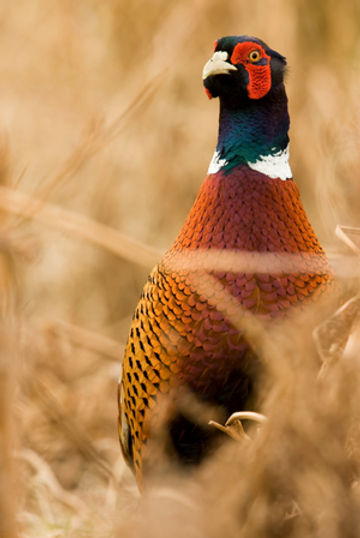 Wessex Game Birds | GX9F+52, Carstairs, AB T0M 0N0, Canada | Phone: (403) 869-3825