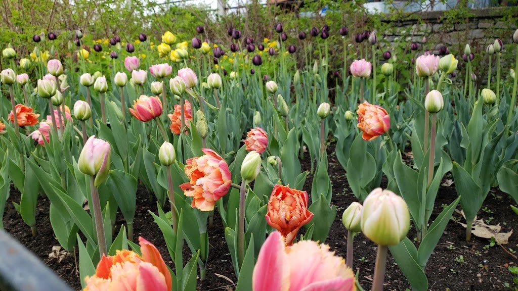 Dows Lake Pavilion | 1001 Queen Elizabeth Driveway, Ottawa, ON K1S 5K7, Canada | Phone: (613) 232-1001