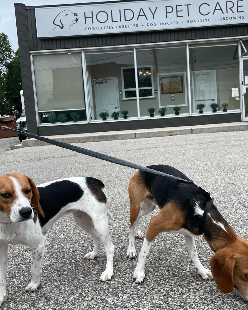 Holiday Pet Care | 8234 Yonge St, Thornhill, ON L4J 1W6, Canada | Phone: (416) 561-7387