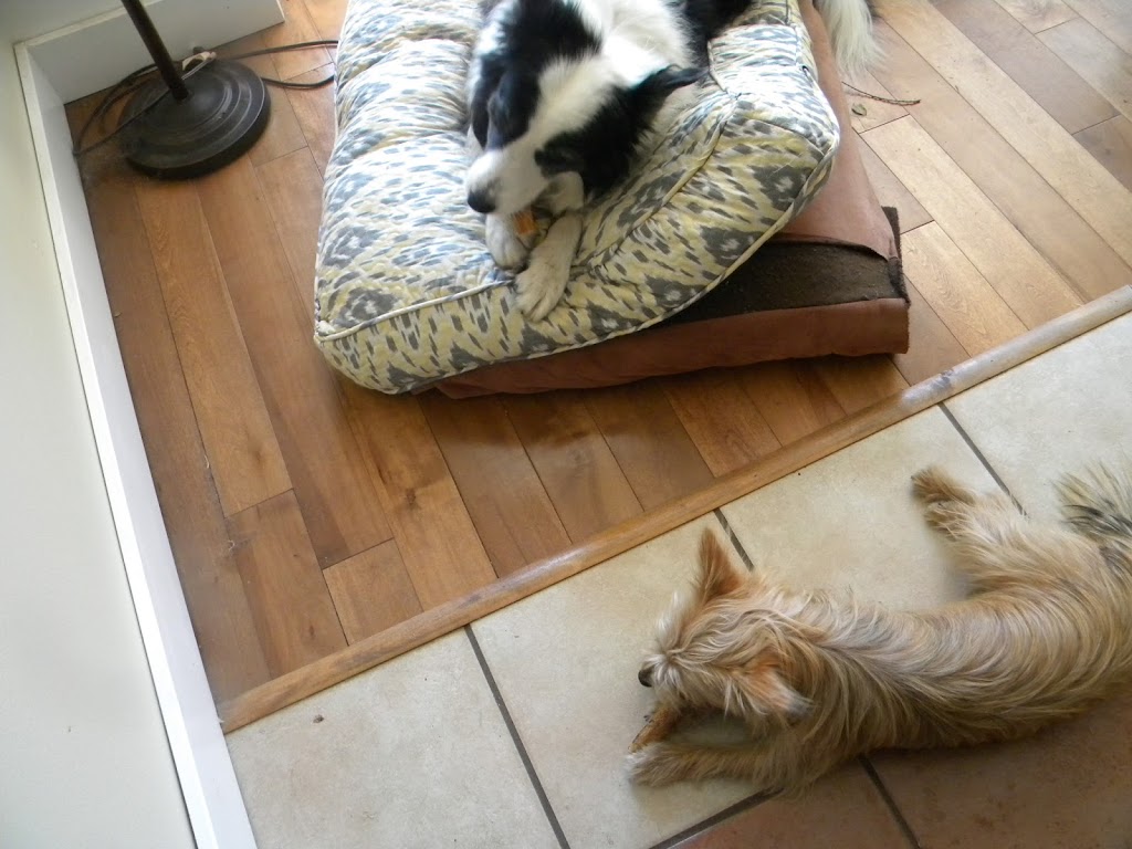 Deluxe Dog Sitting Digs | Elizabeth Dr, Salt Spring Island, BC V8K 1J5, Canada | Phone: (250) 537-5959